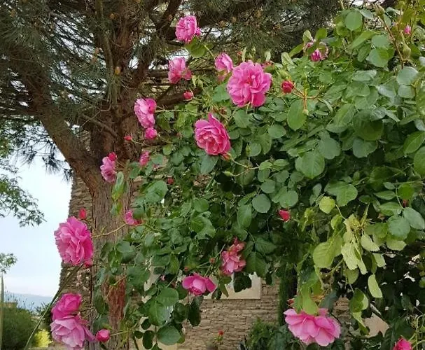 Relais De Navon 3* Saint-Joseph (Loire)